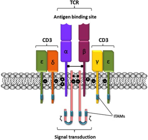 Schematic representation of the T-cell receptor-CD3 complex. The ...