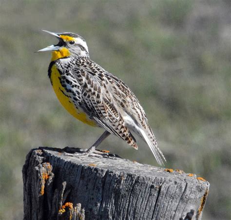 Montana State Bird | Western Meadowlark