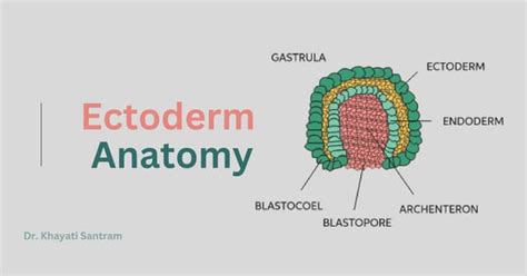 Ectoderm Derivatives.pdf