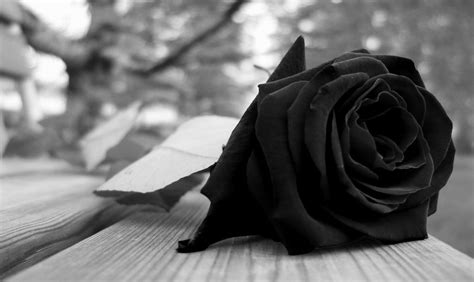 Black Rose Wallpaper 4K