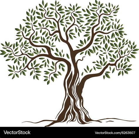 Olive tree Royalty Free Vector Image - VectorStock