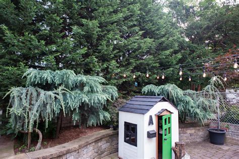 The BEST backyard trees for privacy | Brooklyn Limestone