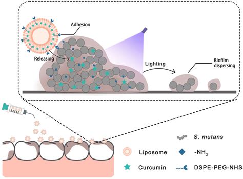 Frontiers | Functional liposome loaded curcumin for the treatment of Streptococcus mutans biofilm