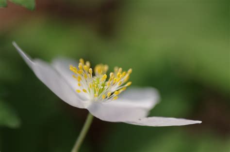 A Stamen Of A Flower - HooDoo Wallpaper