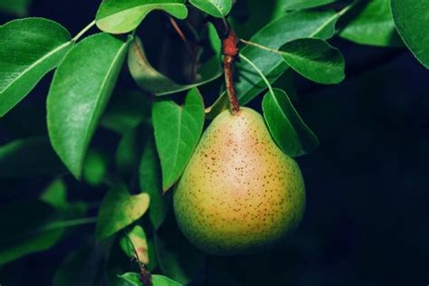 3+ Hundred Comice Pear Fruit Tree Royalty-Free Images, Stock Photos ...