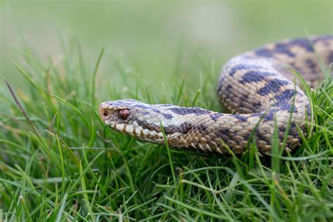 How dangerous are venomous adders, are bites common and when are they active in Scotland?