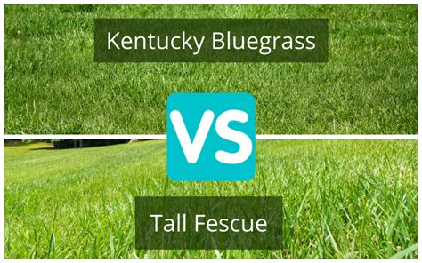 Turf Comparison: Tall Fescue vs Kentucky Bluegrass