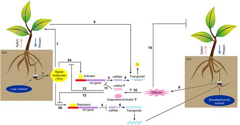 Frontiers | miRNA regulation of nutrient homeostasis in plants | Plant Science