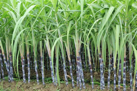 Sugarcane Care – Sugarcane Plant Info And Growing Tips – MahaGro®