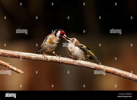 Baby Goldfinch High Resolution Stock Photography and Images - Alamy