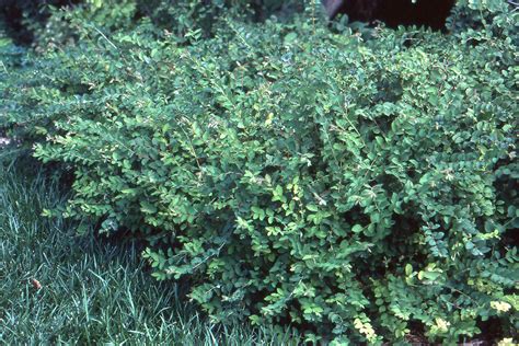 Symphoricarpos orbiculatus | Landscape Plants | Oregon State University