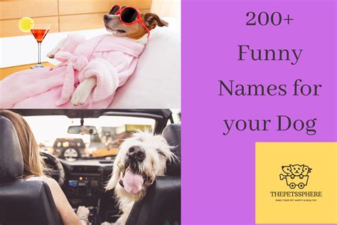 200+ Funny Names For Your Dog | The Pet's Sphere