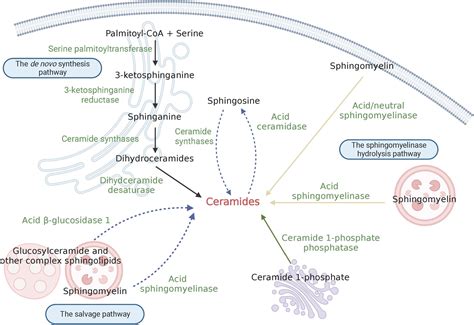 Frontiers | Ceramide in cerebrovascular diseases