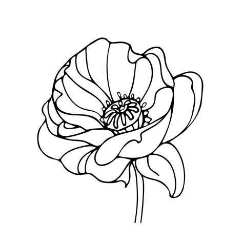 Vector illustration of a beautiful poppy flower in doodle style. Art ...