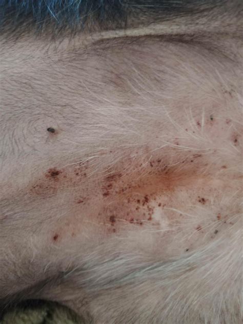 [Help] My dog is getting these dark spots and I'm not sure what it is ...