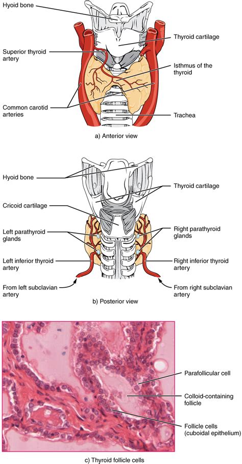 14.4 The Thyroid Gland – Fundamentals of Anatomy and Physiology