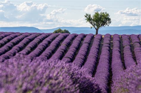 Best Lavender Fields of Provence, France - 2021 Guide!