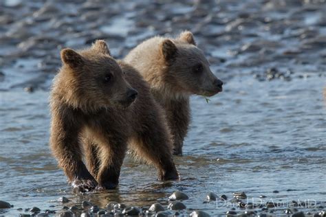 Double Trouble....Coastal brown bear cubs at Lake Clark Na… | Flickr