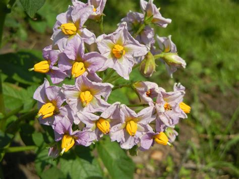 Ronna's Blog: Potato flowers