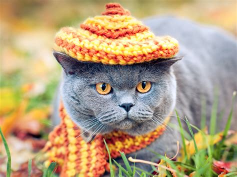 15 Cats in Hats That Are the Definition of Dapper