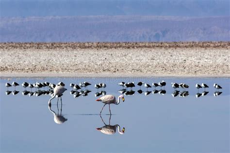 James`s Flamingo - Atacama Desert - Chile Stock Image - Image of phoenicoparrus, james: 215502305