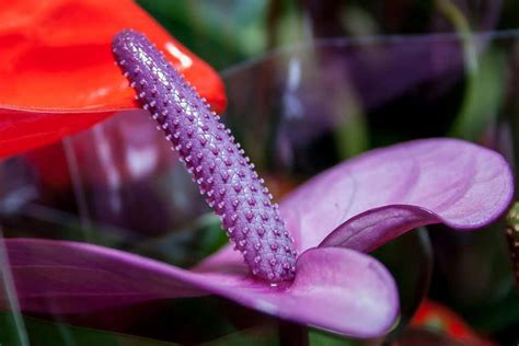 Anthurium Colors and Their Meaning | Plantly