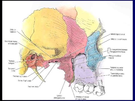 Temporal fossa Infratemporal fossa Muscles of mastication Kritchai