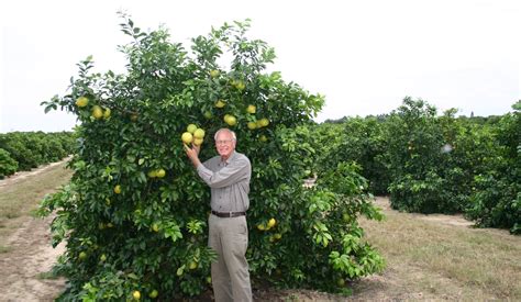 Restore HLB (Citrus Greening) infected trees to profitability.