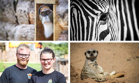 VIDEO: Meet the residents of Fife Zoo as site prepares to welcome public through its doors - The ...