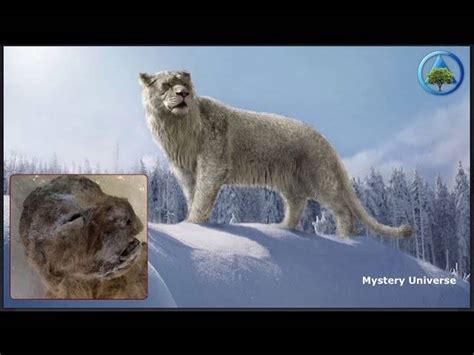 An Extinct Cave Lion Species May Be Brought Back to Life