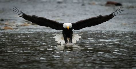 Bald eagle on the Skagit river [OC] : r/SeattleWA