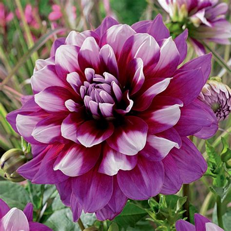 Kings Seeds - Flower Bulbs | A leading supplier of flower bulbs | Kings - kingsseeds.com