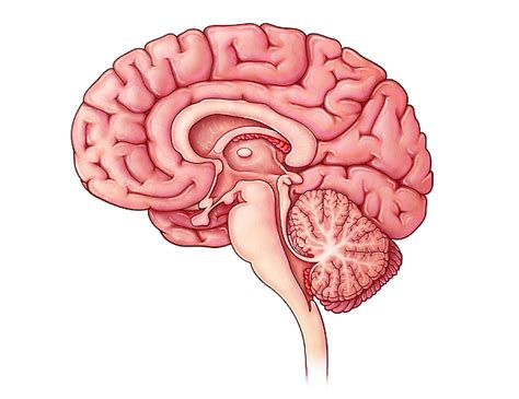 Sagittal Cross Section Brain