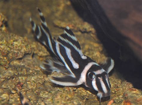 Zebra pleco photos and wallpapers. Nice Zebra pleco pictures