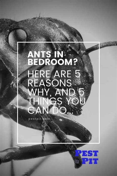 Why Do I Have Ants In My Bedroom? Here Are 5 Reasons - Pest Pit