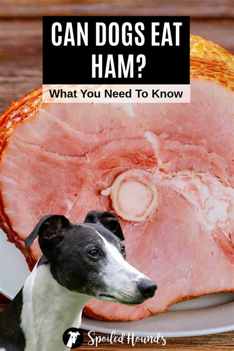Can dogs eat ham? Keep your dog safe and find out what you need to know ...