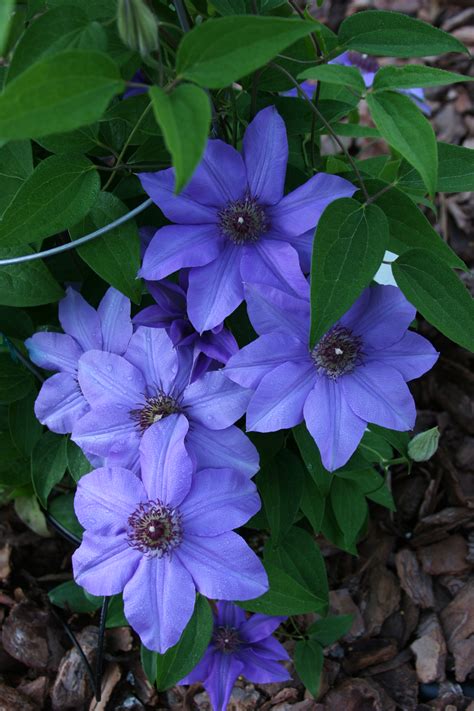 Buy the Blue Clematis Ramona Plant Online