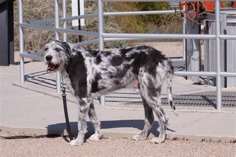 Wolfhound/Great dane mix | Flickr - Photo Sharing!