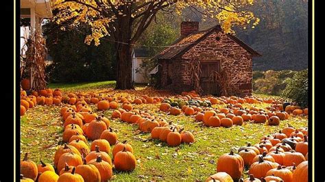 Fall Autumn Pumpkins Desktop Wallpapers - Top Free Fall Autumn Pumpkins ...