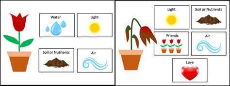 Doctor, What Does My Plant Need? | Lesson Plan