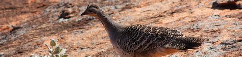 Reducing risks to malleefowl habitat across the WA southern rangelands - Rangelands NRM