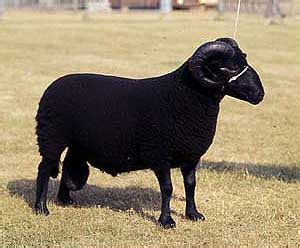 Black Welsh Mountain Sheep | Oklahoma State University