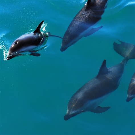 What You Should Know About Releasing and Rehabilitating Injured Dolphins