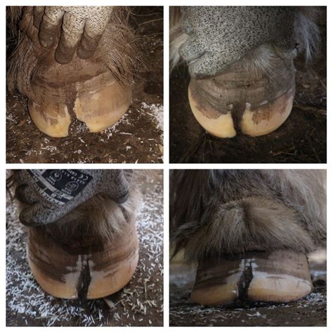 Abscess and Hoof Wall Resection Recovery - The Equine Podiatry Association