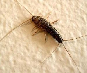 How to Get Rid of a Silverfish Infestation - Silverfish Extermination ...