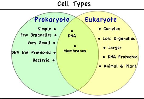 Prokaryote Vs Eukaryote Diagram