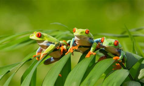 10 Incredible Tree Frog Facts - IMP WORLD