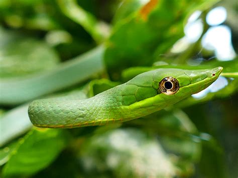 Green Vine Snake – Life List Blog Posts