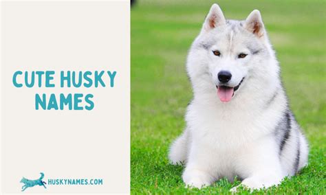 Cute Husky Names - Husky Names