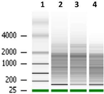 Optimization of the RNeasy Mini Kit to obtain high-quality total RNA from sessile cells of ...